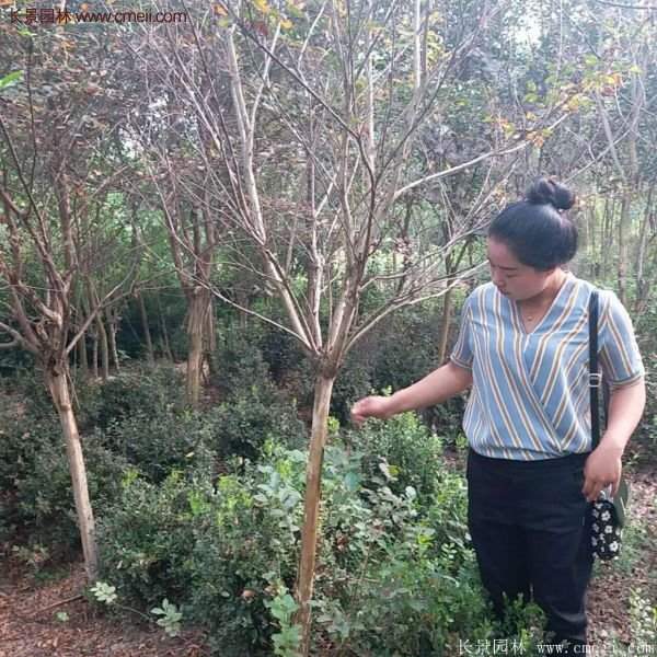 紫薇樹多少錢一棵？