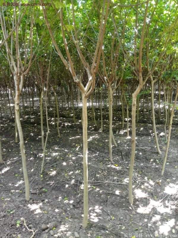 紫薇樹多少錢一棵？