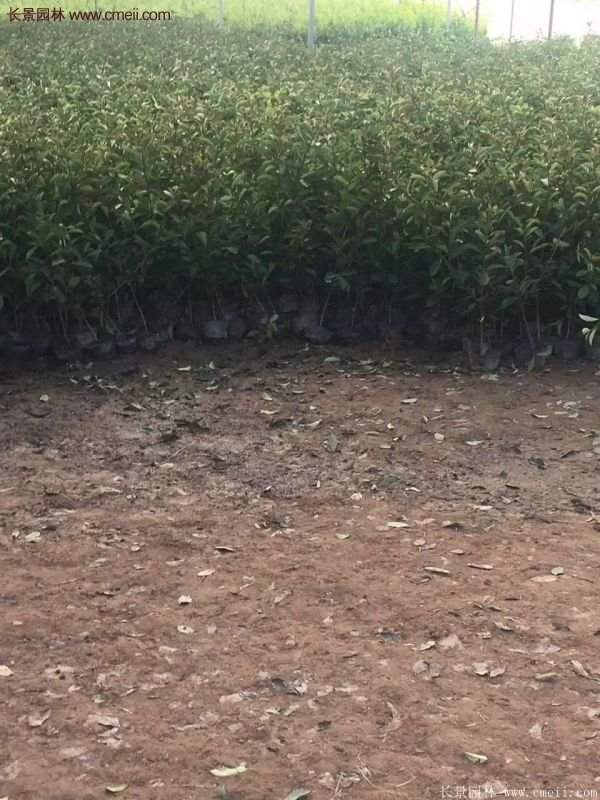 沭陽基地的紅葉石楠