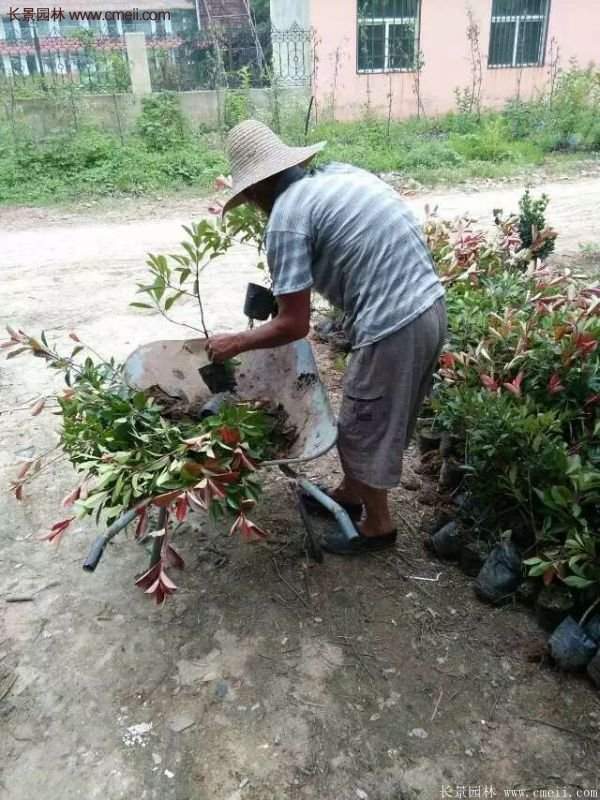 紅葉石楠的養(yǎng)護方法