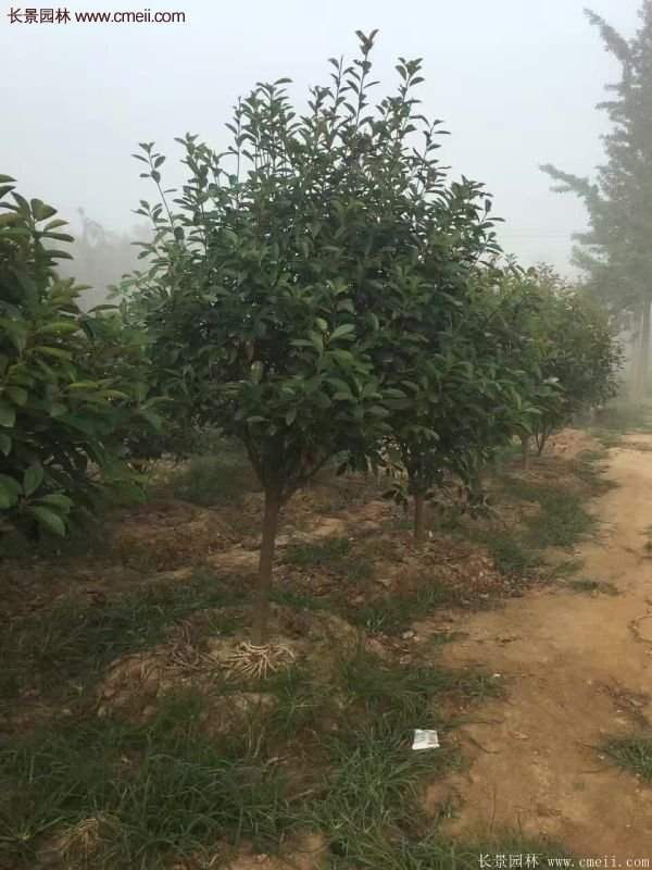 沭陽基地的紅葉石楠球、高桿紅葉石楠