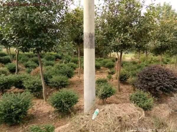 沭陽基地的紅葉石楠球、高桿紅葉石楠