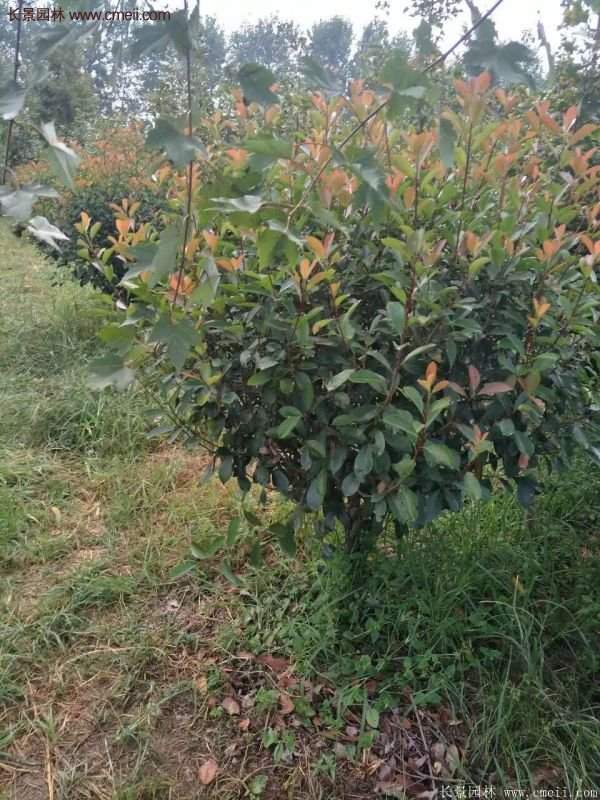 沭陽基地的紅葉石楠球、高桿紅葉石楠