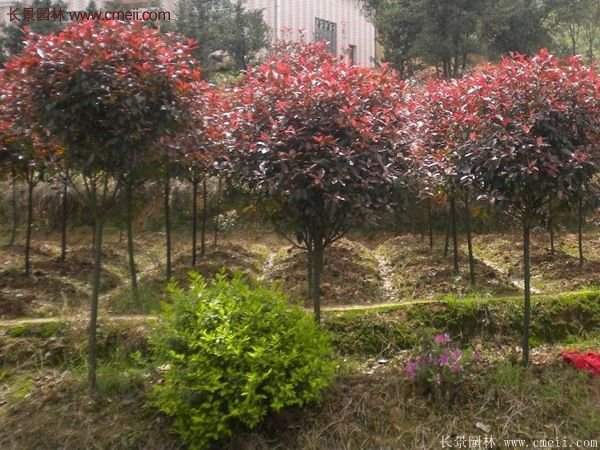 沭陽基地紅葉石楠各種規格的價格表