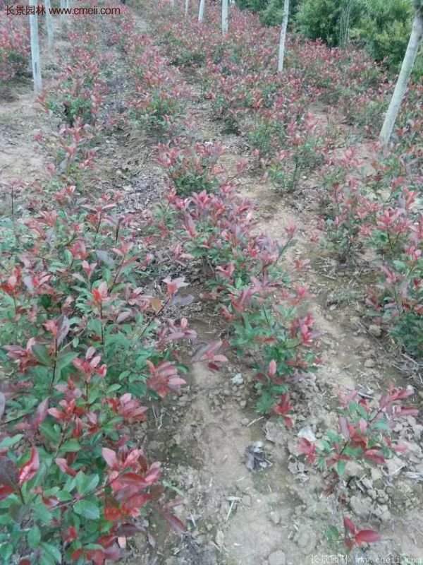 紅葉石楠基地 紅葉石楠基地