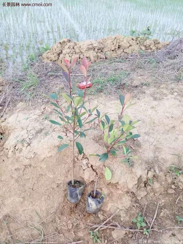 紅葉石楠基地 紅葉石楠基地
