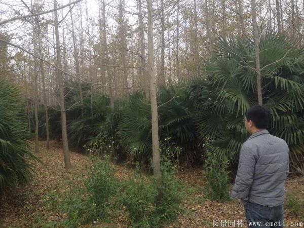 棕櫚苗木-沭陽長景園林