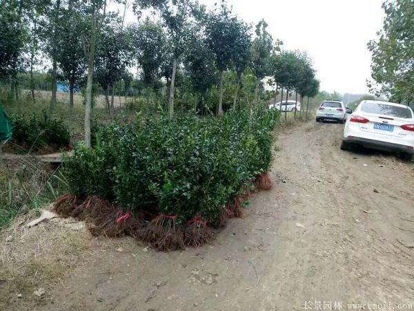 大葉黃楊苗圖片基地實拍 大葉黃楊苗圖片基地實拍