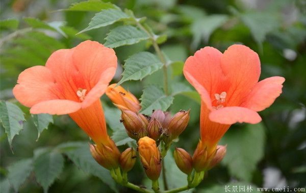 凌霄花圖片基地實拍 凌霄花圖片基地實拍