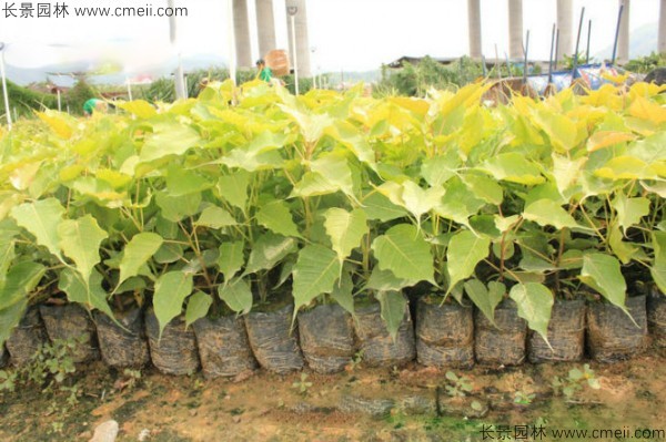 菩提樹種子發芽出苗圖片 菩提樹種子發芽出苗圖片