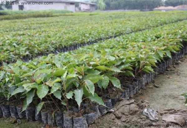 菩提樹種子發芽出苗圖片 菩提樹種子發芽出苗圖片
