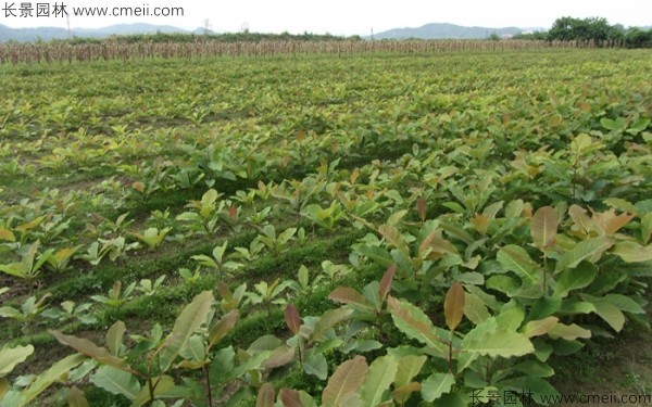 厚樸種子發芽出苗圖片