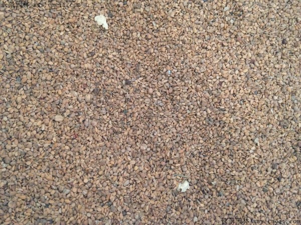 金銀木種子圖片 金銀木種子圖片