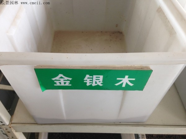 金銀木種子圖片 金銀木種子圖片