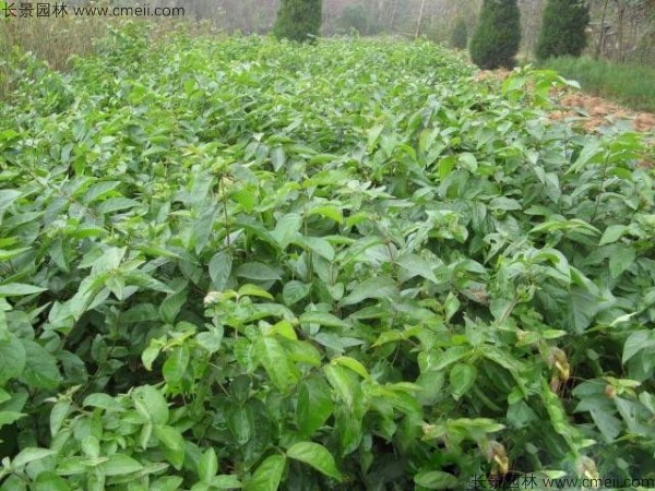 金銀木種子發(fā)芽出苗圖片 金銀木種子發(fā)芽出苗圖片