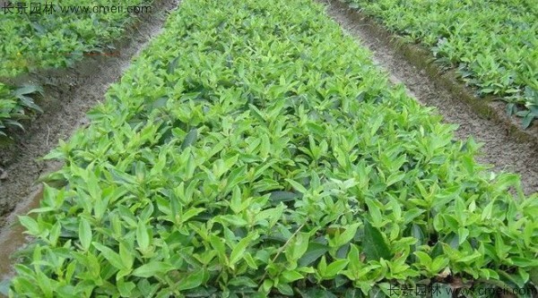 金銀木種子發(fā)芽出苗圖片 金銀木種子發(fā)芽出苗圖片