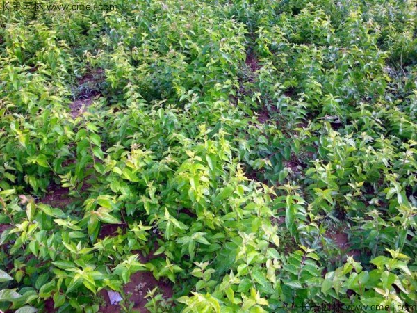 金銀木種子發(fā)芽出苗圖片 金銀木種子發(fā)芽出苗圖片