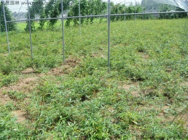 金銀木種子發(fā)芽出苗圖片 金銀木種子發(fā)芽出苗圖片