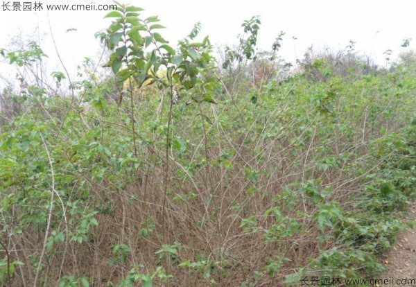 金銀木種子發(fā)芽出苗圖片 金銀木種子發(fā)芽出苗圖片