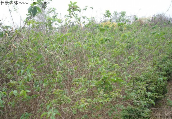 金銀木種子發(fā)芽出苗圖片 金銀木種子發(fā)芽出苗圖片