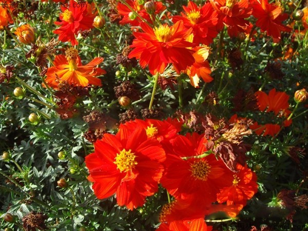 硫華菊種子發芽出苗圖片 硫華菊種子發芽出苗圖片