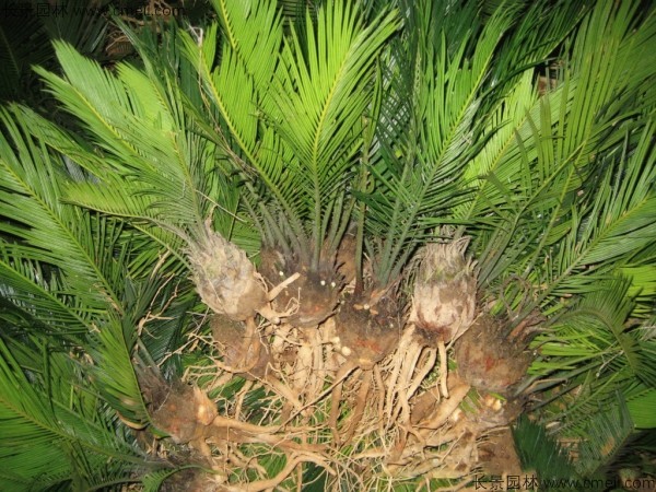 鐵樹種子發芽出苗圖片