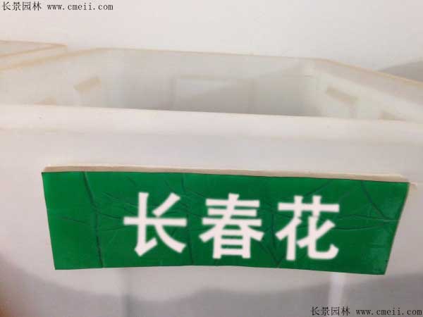 長(zhǎng)春花種子圖片 長(zhǎng)春花種子圖片