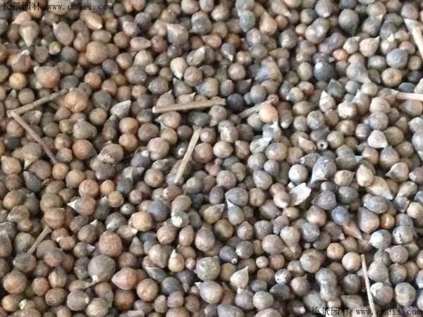 長(zhǎng)春花種子圖片 長(zhǎng)春花種子圖片