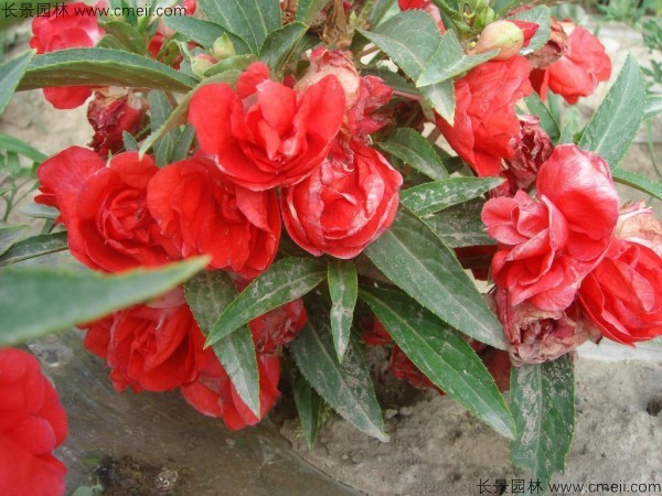 長(zhǎng)春花種子發(fā)芽出苗開花圖片 長(zhǎng)春花種子發(fā)芽出苗開花圖片