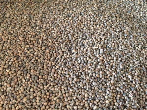 長(zhǎng)春花種子圖片 長(zhǎng)春花種子圖片