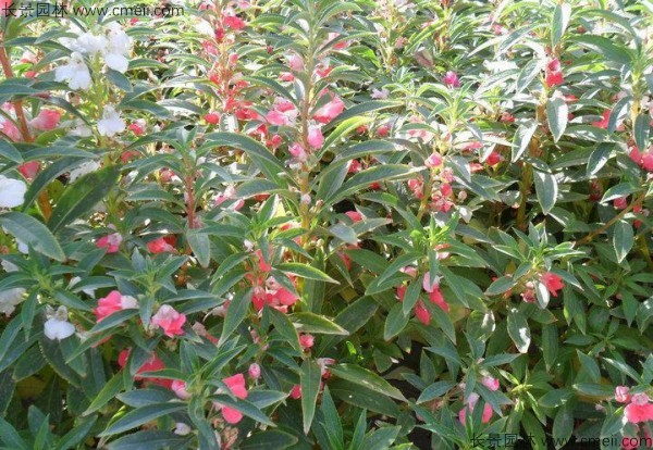 長(zhǎng)春花種子發(fā)芽出苗開花圖片 長(zhǎng)春花種子發(fā)芽出苗開花圖片