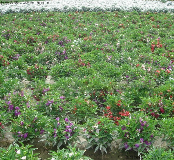 長(zhǎng)春花種子發(fā)芽出苗開花圖片 長(zhǎng)春花種子發(fā)芽出苗開花圖片