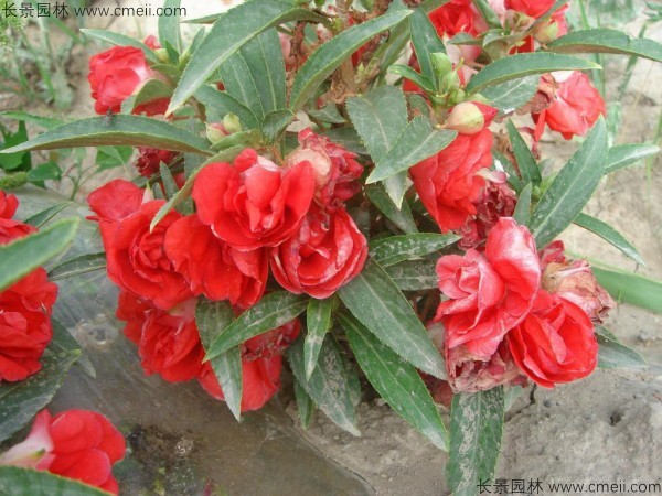 長(zhǎng)春花種子發(fā)芽出苗開花圖片 長(zhǎng)春花種子發(fā)芽出苗開花圖片