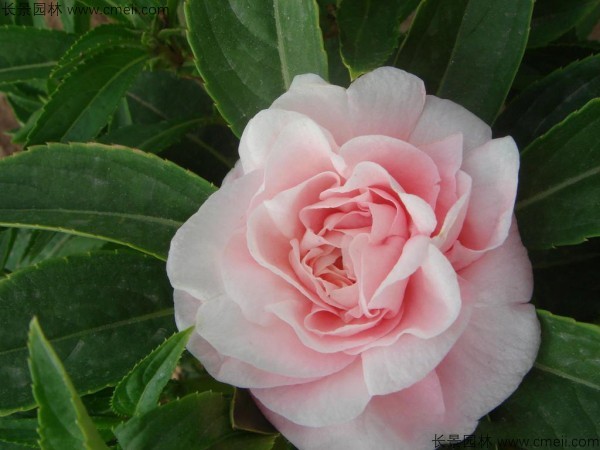 長(zhǎng)春花種子發(fā)芽出苗開花圖片 長(zhǎng)春花種子發(fā)芽出苗開花圖片