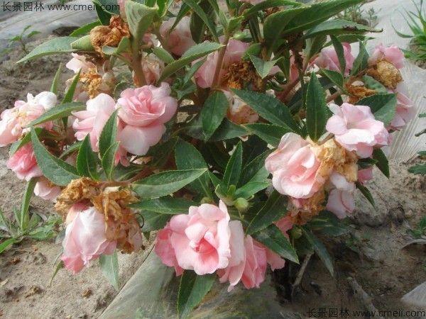 長(zhǎng)春花種子發(fā)芽出苗開花圖片 長(zhǎng)春花種子發(fā)芽出苗開花圖片