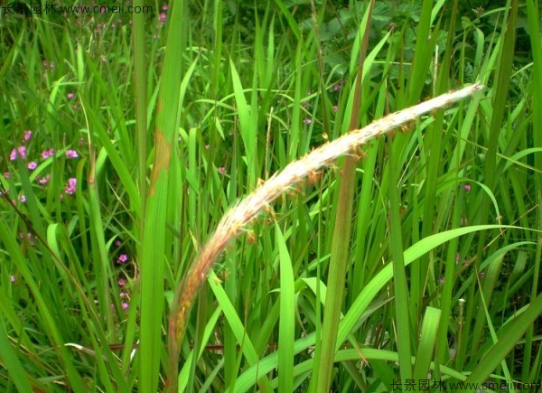 白茅種子發芽出苗圖片