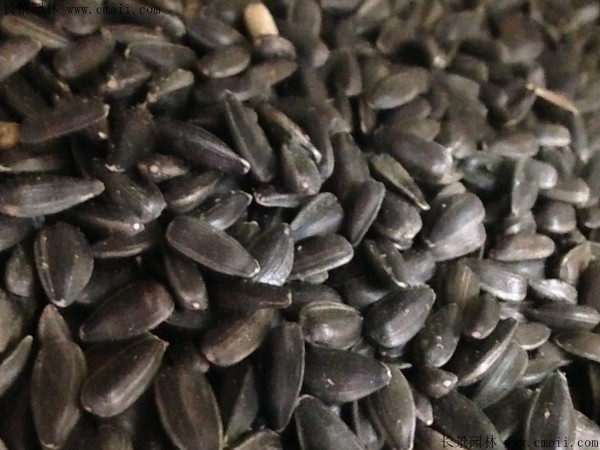 矮向日葵種子圖片 矮向日葵種子圖片
