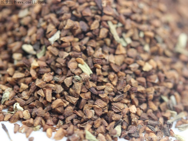 月見(jiàn)草種子 月見(jiàn)草種子