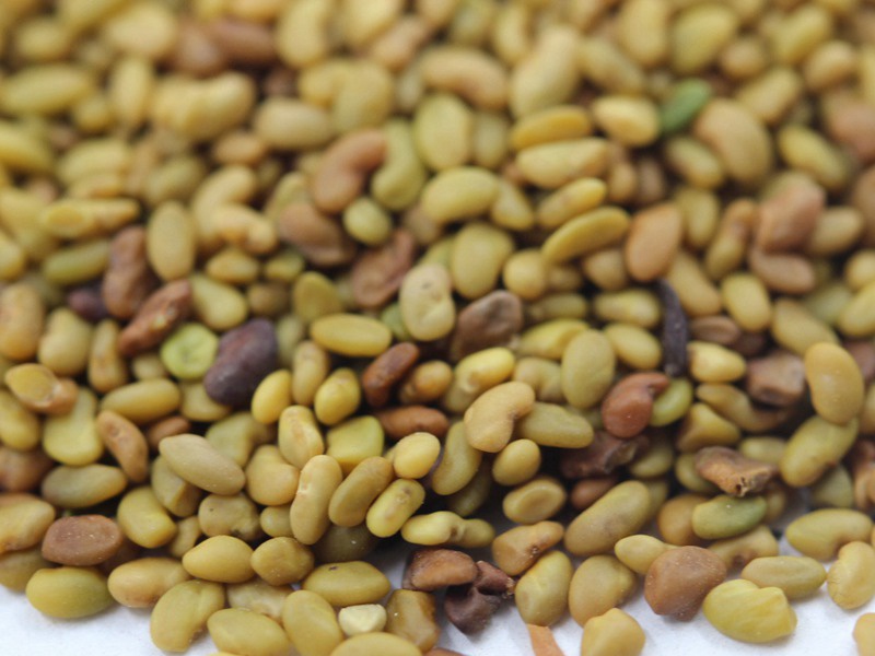 國產苜蓿種子 國產苜蓿種子