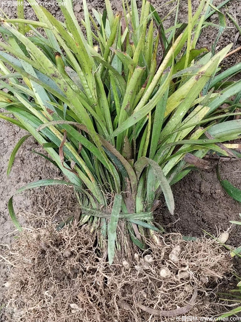 寬葉麥冬闊葉大葉麥冬