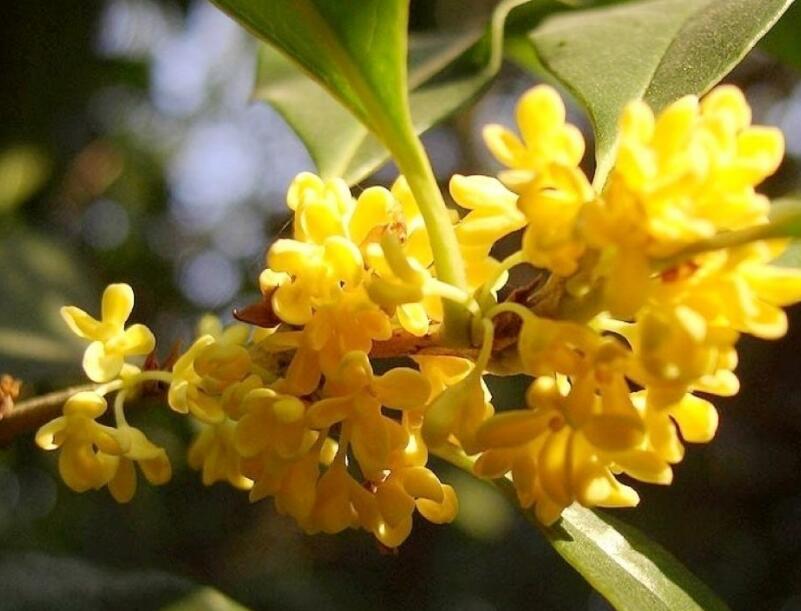 桂花8.jpg