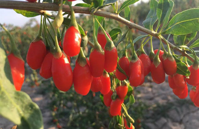 枸杞子多少錢一棵?2020年枸杞子價格最新行情預測