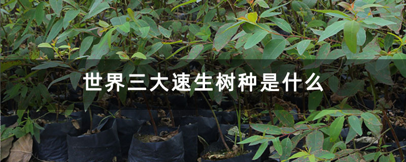 世界三大速生樹(shù)種是什么
