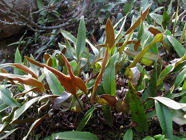 石韋的功效與作用有哪些？石韋種植前景怎么樣？