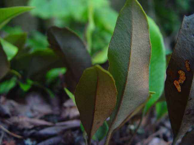 石韋的功效與作用有哪些？石韋種植前景怎么樣？