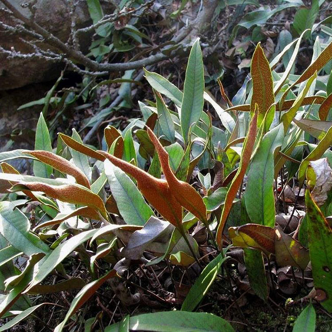 石韋的功效與作用有哪些？石韋種植前景怎么樣？