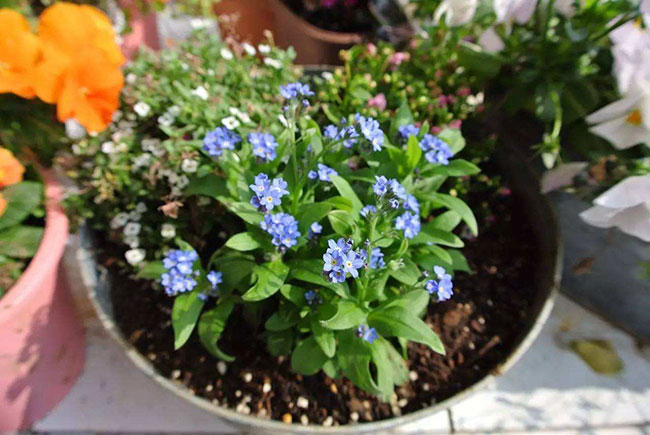 勿忘我盆栽種植