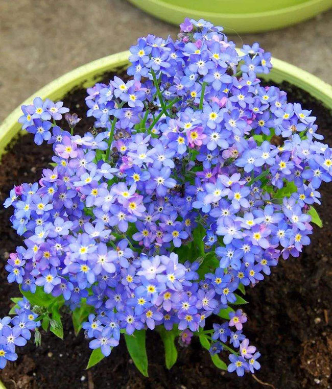 勿忘我盆栽種植