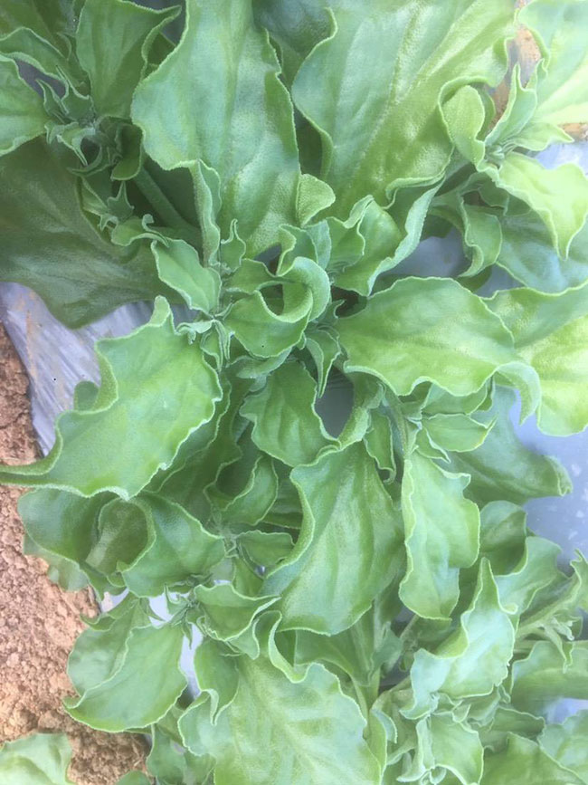 冰草又名冰菜，近幾年在市場(chǎng)上是極為熱銷的綠色菜品。冰草營(yíng)養(yǎng)價(jià)值高，吃起來口感鮮美，營(yíng)養(yǎng)價(jià)值高，市場(chǎng)價(jià)格很高，種植經(jīng)濟(jì)效益很不錯(cuò)。冰草以前我國(guó)是沒有的，它原產(chǎn)非洲，后來因?yàn)榻?jīng)濟(jì)營(yíng)養(yǎng)價(jià)值高，引種種植，目前的發(fā)展前景很不錯(cuò)。那么美，種植冰草有前景嗎?種植冰草收入怎樣?下面我們一起來看看吧!  一、種植冰草有前景嗎? 冰草是一種新的特色食材，它的表面有水滴狀的結(jié)晶，看起來表面結(jié)了一層冰，所以取名冰菜。冰草吃起來爽口、多汁，營(yíng)養(yǎng)價(jià)值高，一公斤售價(jià)十幾元，很受市場(chǎng)歡迎。冰草的生長(zhǎng)期長(zhǎng)達(dá)6個(gè)月，一年可以種植兩茬，畝產(chǎn)量高達(dá)3000公斤，按照現(xiàn)在的行情，每公斤冰菜可以賣到10元，種植效益非常可觀。冰草不僅可以食用，還能起到美容、預(yù)防三高的作用，種植前景很不錯(cuò)。  二、種植冰草收入怎樣? 冰草是一種比較爽口的蔬菜，食用方法也很多，用它配上一些芝麻醬，然后蘸著醬，非常好吃。冰草是我國(guó)產(chǎn)的，它是從非洲引進(jìn)來的，種植的時(shí)候要提高肥水的使用效率，這樣有助于增產(chǎn)。冰草口感脆嫩，以做涼拌菜為主。冰草屬于高端蔬菜，多數(shù)從大連等地引進(jìn)，售價(jià)高達(dá)30元每公斤。從去年春天開始，范學(xué)江經(jīng)朋友介紹開始嘗試種植冰菜，經(jīng)過一年的嘗試，發(fā)現(xiàn)種植冰草的收入很可觀，產(chǎn)地收購(gòu)價(jià)10元每公斤，一畝地可產(chǎn)3000公斤，那么一畝地最低收益3萬元。  三、種植冰草的方法 1、播種 冰草種子小，浸種催芽，播種溫度控制在20℃，薄土覆蓋，播種后35—40天可出芽，培育苗高5厘米左右就可以移栽入圃了。 2、移栽 冰菜耐干旱性強(qiáng)，透氣好、排水良好的土壤種植效果好，移栽幼苗的時(shí)候注意溫度和光照，株距為30~40cm，控制行距，移栽后澆一次大水，緩苗大約10左右恢復(fù)長(zhǎng)勢(shì)。 3、管理 給冰菜澆水的時(shí)候添加點(diǎn)食用鹽，葉面出現(xiàn)萎蔫的時(shí)候就可以澆水了，時(shí)間盡量清晨，溫度在10~30℃生長(zhǎng)快，低于10℃發(fā)生凍害，夏季養(yǎng)護(hù)采取遮光措施。 4、采收 葉面附著的結(jié)晶成型之后就是冰菜采收的時(shí)間，一般2個(gè)月左右就可采收，生長(zhǎng)高度在10cm左右。采收后的蔬菜需要低溫環(huán)境中保存，環(huán)境溫度過高，會(huì)導(dǎo)致冰草變質(zhì)。 以上就是關(guān)于種植冰草有前景嗎和種植冰草收入怎樣的相關(guān)介紹，冰草產(chǎn)地批發(fā)報(bào)價(jià)可到中國(guó)花木網(wǎng)查詢，以上價(jià)格信息均是花木網(wǎng)商家提供的實(shí)時(shí)報(bào)價(jià)，不過因?yàn)槊缒拘星樽兓^大，所以僅供參考，采購(gòu)冰草可查詢商家電話詢價(jià)。