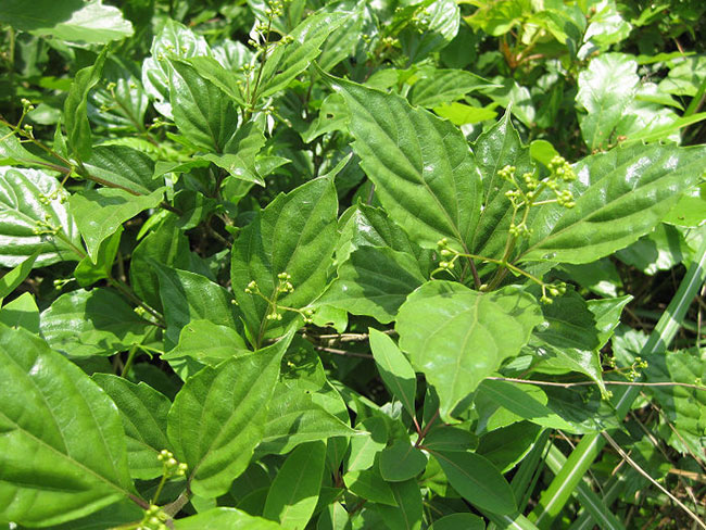 觀音樹(shù)是什么樹(shù)?觀音樹(shù)種植前景分析